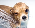 Winking funny chihuahua taking a shower