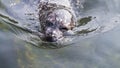 Winking Harbor seal Royalty Free Stock Photo