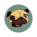 Winking pug