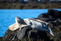 Winking, relaxed seal on stone in Iceland Royalty Free Stock Photo
