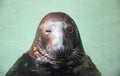 Winking seal Royalty Free Stock Photo