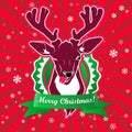 Winking and show it's tongue deer with christmas greeting