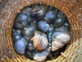 Winkles in round bamboo basket