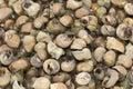 Winkles - seafood, uncooked Royalty Free Stock Photo