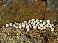 Winkles in Tenerife Island. Spain.