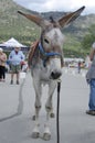 Winner of the Burro Race