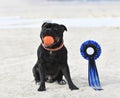 winner of competition with a staffie Royalty Free Stock Photo