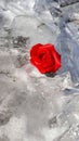 Winner. Ice frozen rose. Tangled. Hot love. Royalty Free Stock Photo