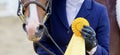 A Winner With Yellow Ribbon and Smiling Horse