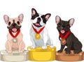 Winners of Dog competition