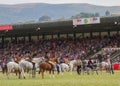 The winners parade for horses at the Royal Welsh Show