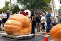 Giant Pumpkin Winner of Contest Weighing 1,800 Pounds