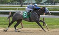 Winning Her First Race Royalty Free Stock Photo