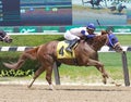 Winning Horse Racing Photos from Belmont Royalty Free Stock Photo