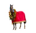 the winning horse in a red stole  on a white background Royalty Free Stock Photo