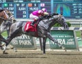 Winning Racehorse at Belmont Park Royalty Free Stock Photo