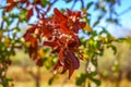 Autumn coloured Plants in Argentina