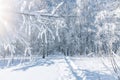 Winter abstract landscape of a birch grove Royalty Free Stock Photo