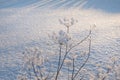 Winter abstract landscape. Dry flower on white snow close-up Royalty Free Stock Photo