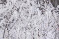 Winter nature background with frozen grass Royalty Free Stock Photo