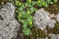 Winter Aconite Blooming Amidst Rocks