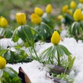 Winter aconite Royalty Free Stock Photo
