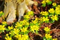 Winter aconite is blooming in yellow Royalty Free Stock Photo