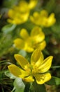 Winter aconite, Eranthis hiemalis Royalty Free Stock Photo