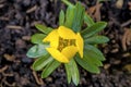 Winter aconite, Eranthis hiemalis Royalty Free Stock Photo