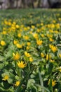 Winter Aconite, Eranthis Hiemalis Royalty Free Stock Photo
