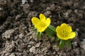 Winter aconite, Eranthis hyemalis