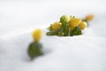 Winter aconite (Eranthis hyemalis)