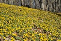 Winter aconite Eranthis hyemalis