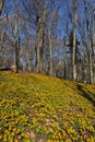 Winter aconite Eranthis hyemalis