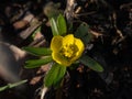 Winter aconite (Eranthis hyemalis) blooming with bright yellow flower in spring