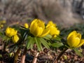 Winter aconite (Eranthis hyemalis) blooming with bright yellow flowers in spring
