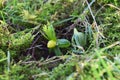 Winter aconite (eranthis)