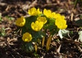 Winter aconite Royalty Free Stock Photo