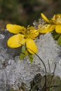 Winter aconites