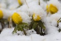 Winter aconites Royalty Free Stock Photo