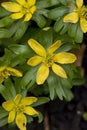 Winter Aconites in flower - late flowering