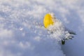 Winter Aconites in snow in winter