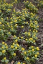 Winter Aconites in snow