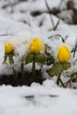 Winter aconites in snow