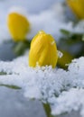 Winter Aconites in snow in winter