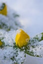 Winter Aconites in snow in winter