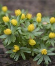 Winter Aconites in snow