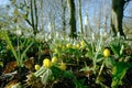 Winter aconites with snowdrops.