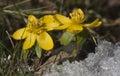 Winter aconites Royalty Free Stock Photo