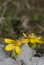 Winter aconites